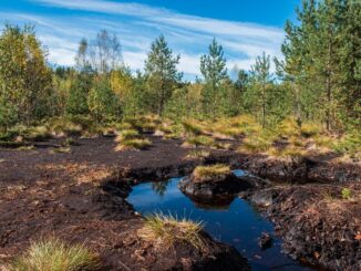Soumarské rašeliniště na Šumavě. Zdroj: Shutterstock.com