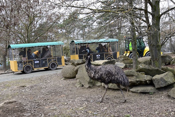 Safari vláček v zoo Olomouc