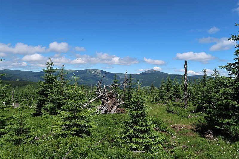 Pohled z Černohorského rašeliniště severním směrem, vpravo Sněžka. Autor: Vlach Pavel, licence CC BY-SA 4.0. Zdroj: Wikimedia Commons