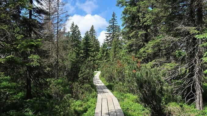 Naučná stezka přes Černohorské rašeliniště. Autor: Vlach Pavel, licence CC BY-SA 4.0. Zdroj: Wikimedia Commons