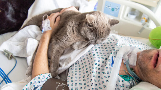 Kocour v nemocnici