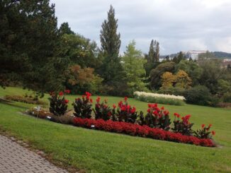 Zdroj foto: Botanická zahrada a arboretum Mendelovy univerzity v Brně