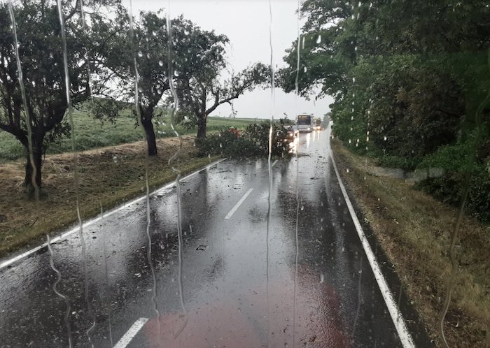 Strom spadaný na silnici