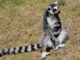 Lemur kata