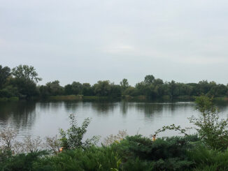 Přírodní koupaliště