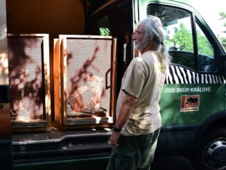 Do olomoucké zoo se vrátili gepardi