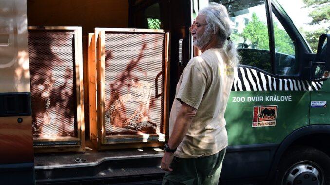 Do olomoucké zoo se vrátili gepardi