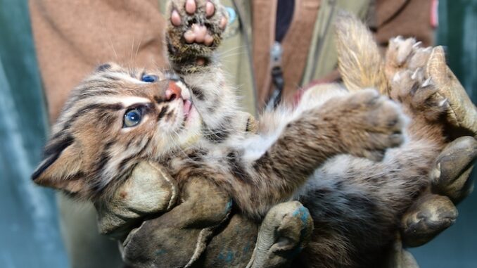 Kotě kočky krátkouché