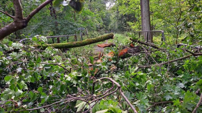 Lužní les poničený bouřkou