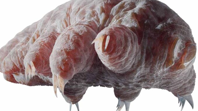 Želvuška. Zdroj: www.commons.wikimedia.org