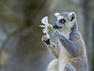 Lemur