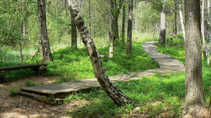 Borkovická blata. Foto: Policie ČR KŘP Jihočeského kraje