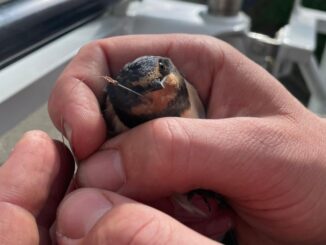 Foto: Hasičský záchranný sbor Jihočeského kraje