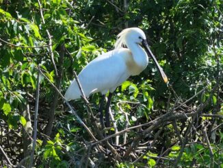 Foto: Jihočeský kraj