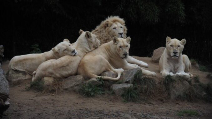 Lvice Leia se lvíčaty. Foto: ZOO Dvorec u Borovan