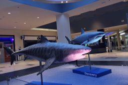 Stůjte tváří v tvář plejtvákovi. Obři oceánů připlouvají do Prahy