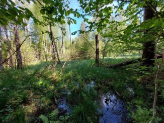 Obnovené lesní mokřady, Ludvická hora. Foto: Lesy ČR