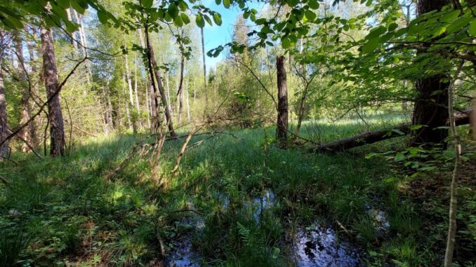 Obnovené lesní mokřady, Ludvická hora. Foto: Lesy ČR