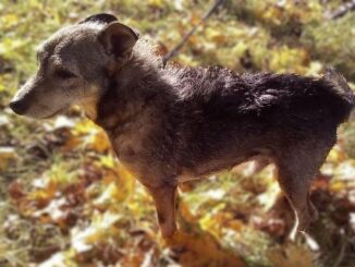 Ilustrační foto: Naděžda A. Fraisová