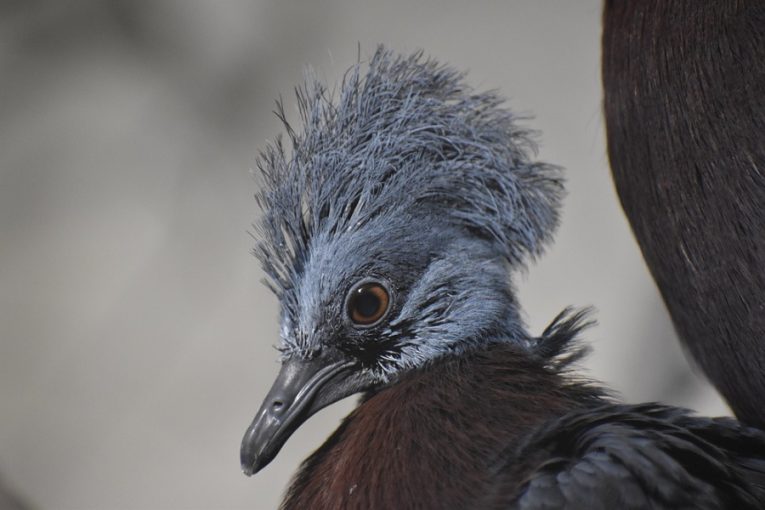 Zoo Brno slaví úspěch. Narodilo se v ní mládě největšího holuba na světě