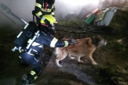 V Chrudimi hořela chata. Uvnitř se nacházel pes