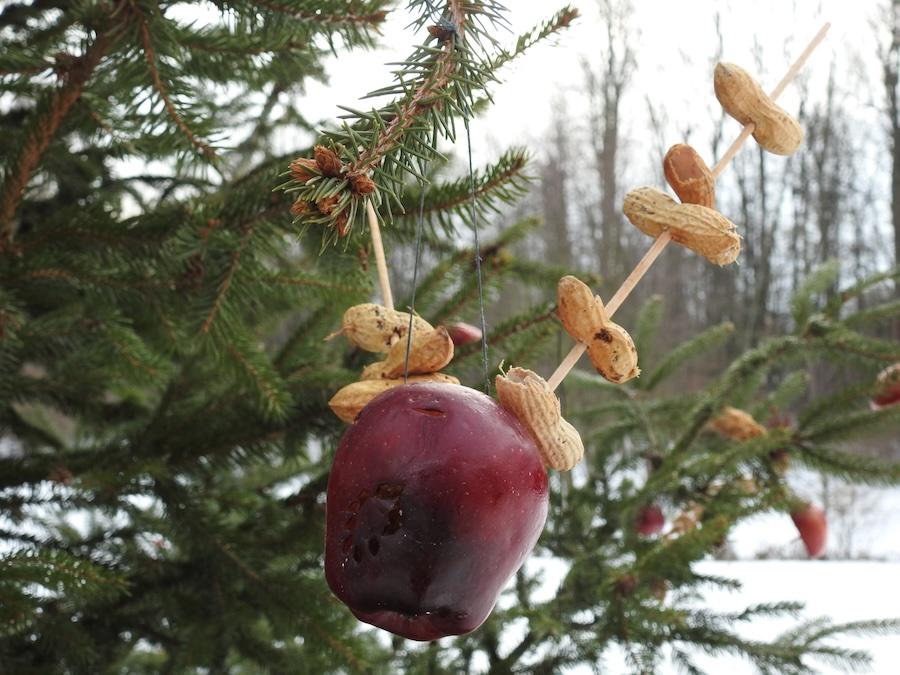 Vánoční strom pro ptáčky