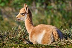 Královna And ve Zlíně. Zoo úspěšně odchovala mládě vzácné vikuně