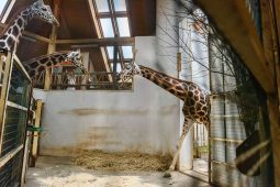 Ve zlínské zoo se zabydluje nová samice žirafy Rothschildovy