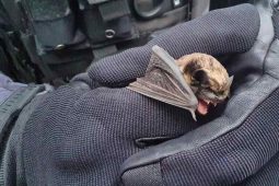 Nemocniční chodbu si spletl s jeskyní: ztraceného netopýra zachránila městská policie