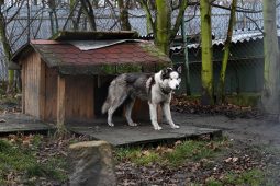 V meziříčském útulku čeká jedenáct pejsků na nový domov