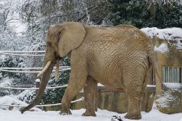 Safari Park slaví Vánoce se světly a výhodným vstupným