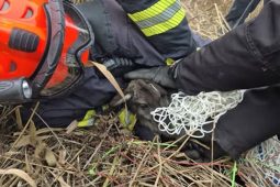 Hasiči v Huštěnovicích naháněli na Štěpána klokana na útěku