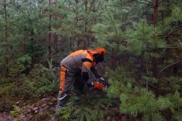 O středočeské lesy bude postaráno. Neskolí je kůrovcová kalamita ani sucho