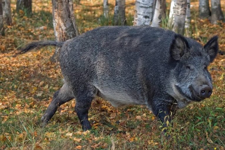 Divočák zkřížil cestu mladé řidičce u Štoků. Náraz zdemoloval auto, zvíře nepřežilo
