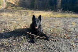 Senior se ztratil cestou na Hostýn, našel ho policejní pes