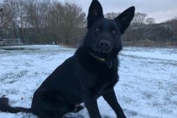 Havárie bez řidiče skončila pátráním po ženě. Pomohl policejní pes Varo