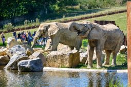 800 000. návštěvník vstoupí do zoo v následujících dnech, čekají ho zajímavé odměny