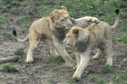 Lvíčatům v hodonínské zoo udělali test DNA. Jedno z nich v únoru odejde do jiné zoo