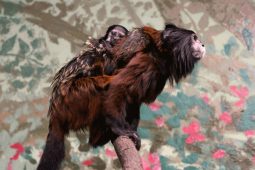 Zoo Hodonín má dvojčata tamarína sedlového a mládě mangabeje rudohlavého
