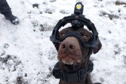 VIDEO: Služební pes Brit trénoval v sutinách s přilbou a kamerou na hlavě