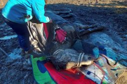 Kůň zůstal na zemi bez sil. Hasiči mu pomohli zpátky na nohy