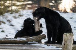 Sněhové hraní jaguárů i teplo Yucatanu. Zažijte zimní pohádku ve zlínské zoo
