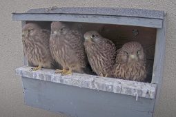 Poštolkám a rorýsům se líbí v městské části Brno-střed