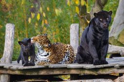 Přelomový rok zlínské zoo: Nejvyšší návštěvnost, světové odchovy a skvělé projekty