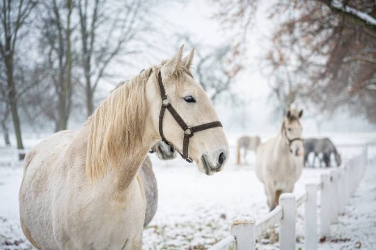 Odměna za vysvědčení. Ve Slatiňanech čekají na děti koně i zábava