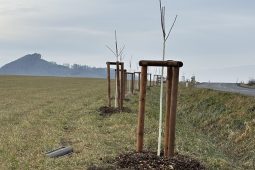 Silničáři obnovují zeleň u Valašského Meziříčí. Na silnici II/150 rostou stovky nových stromů