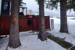 Ve středu města začne kácení rizikových stromů