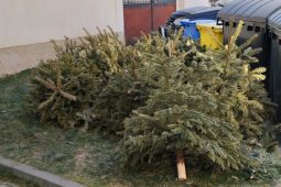 Rokycany zajišťují svoz vánočních stromků i v lednu