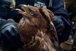 Káně v nákladním voze: nečekaný zásah městské policie skončil šťastně