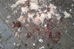 Domnělá agentka FBI vyhodila z okna krouhané zelí, se sousedy má neustále problémy